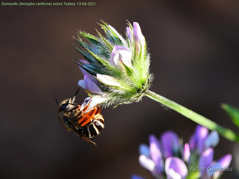 Insecto(Amegilla canifrons)Tedera-13042021.jpg - Sunsunito (Amegilla canifrons) sobre Tedera. 13-04-2021